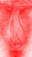 red vulva