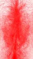 red vulva