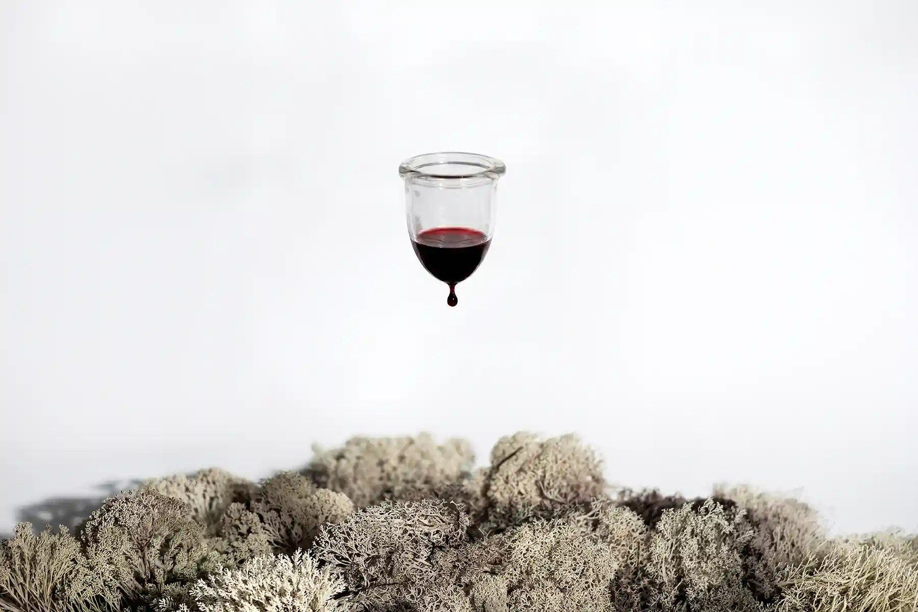 Menstrual cup filled with blood hanging and white moss on floor.